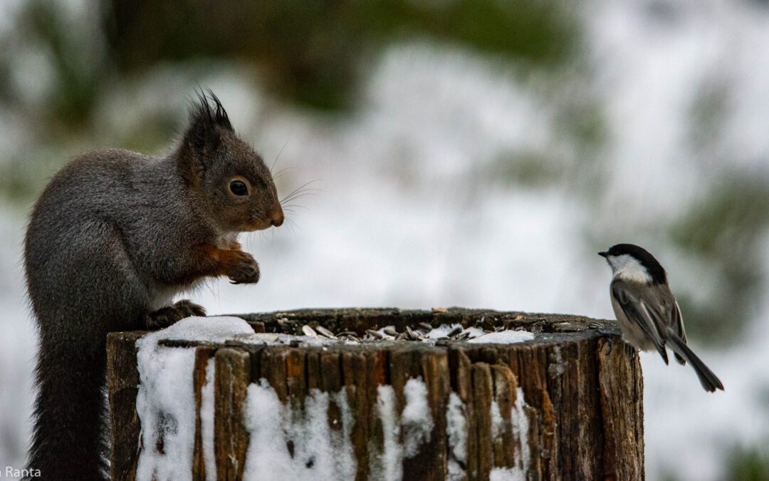 Muutosjohtaminen ja Asiakaskokemus