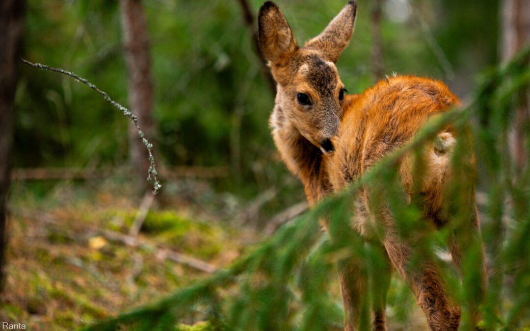 Sote kehittäminen bambi