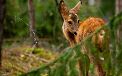 Työyhteisön kehittäminen|ritvaranta.com