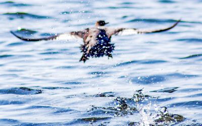 Integraatio ei toimi sotessa – vai toimiiko?