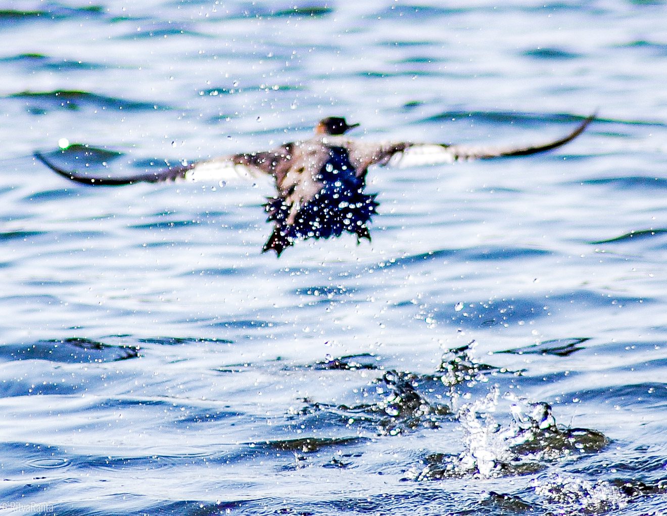 Isokoskelokin ottaa vauhtia ja silloin roiskuu, kun rapataan. Samoin kehittäminen ja integraation toteuttaminen ja varsinkin sen aloitus vaatii ponnistelua ja suunnan etsimistä.