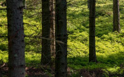 Kehittämiskulttuuri  ja sote muutos