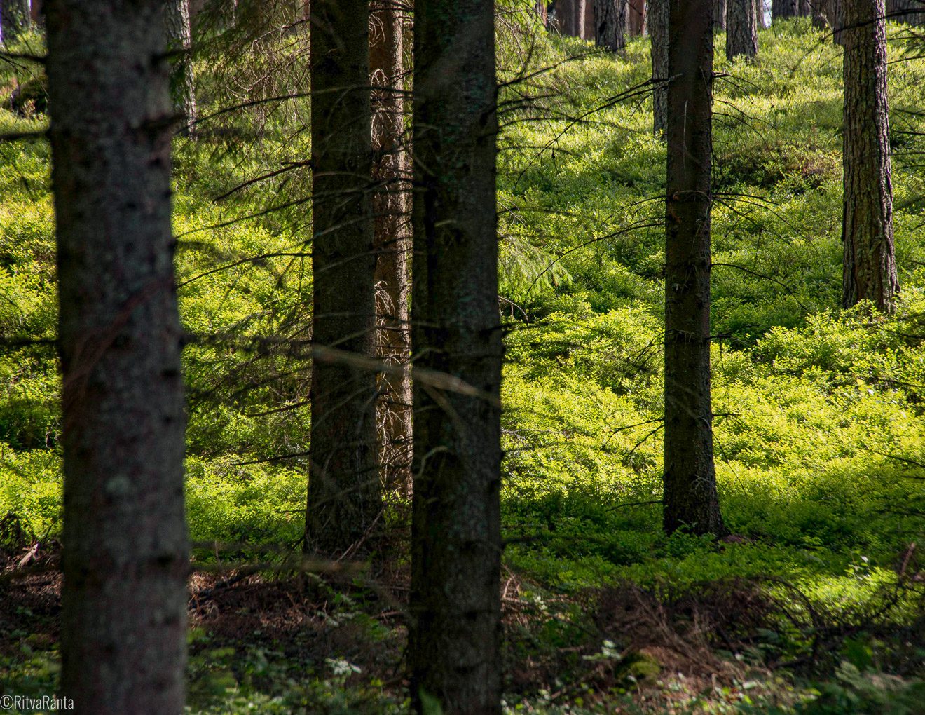 Metsä rauhoittaa kiireessä. pienikin lepohetki  auttaa jaksamisessa, jopa 15 minuuttia riittää