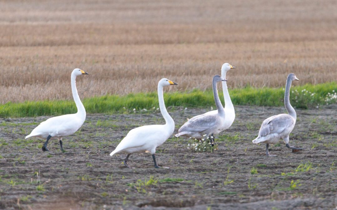 Asiakaskokemus ei synny sattumalta