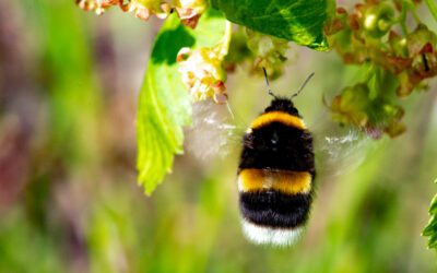 Tiimityö ja ryhmätahto?