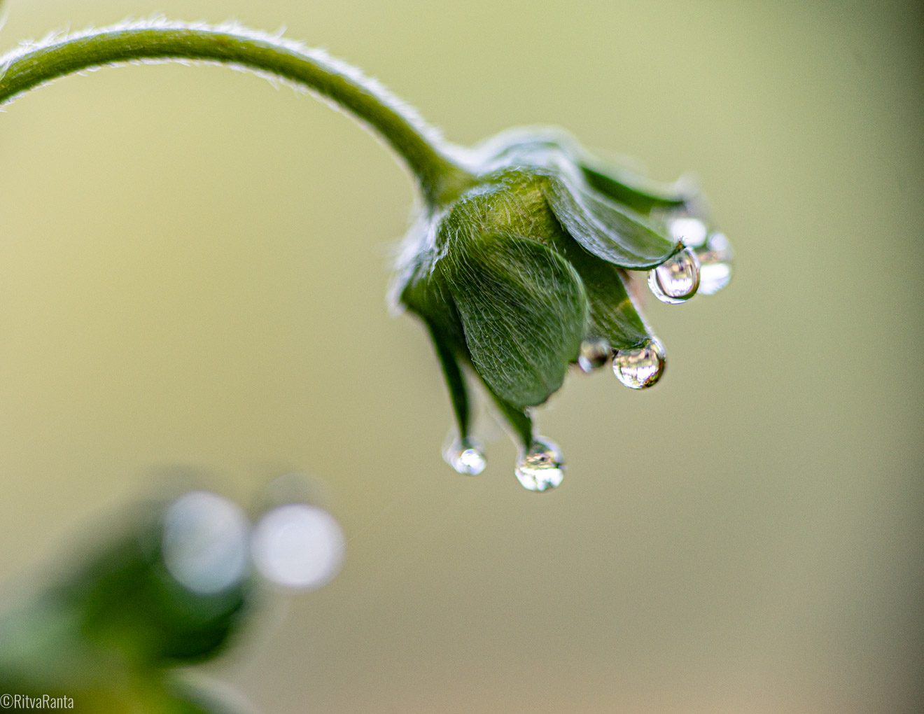 Kukan ja kastepisaran herkkyys kuvastuu myös muutosjohtamisessa, vuodenajat muuttavat ympäristöä ja välillä herkkyys on tarpeen