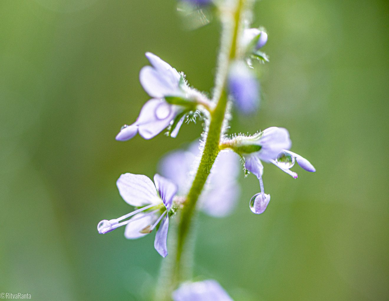 Kukan terälehti kastepisaran sisällä, herkkyys kuvastuu myös työyhteisön kehittämiseen, vuodenajat vaativat muutokset ja samalla herkkyys