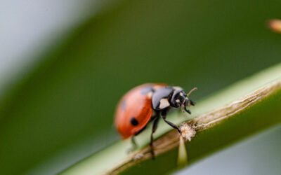 Sote – Yhteistyö yli rajojen käytännön työkaluna
