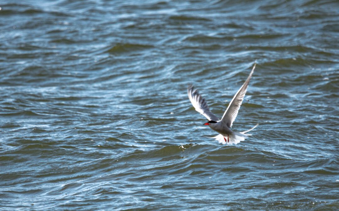 Organisaatiomuutoksessa sosiaalinen identiteetti