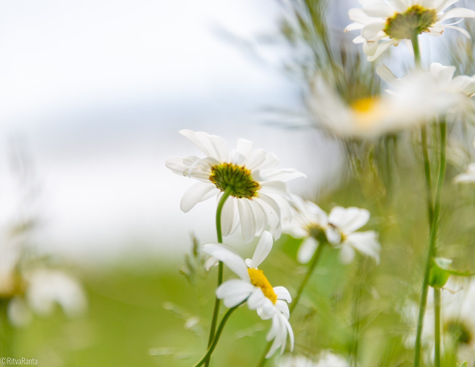 Päiväkakkara pyrkii aurinkoon samoin työyhteisön kehittäminen herättää toivoa ja aurinkohan paistaa myös risukasaan.