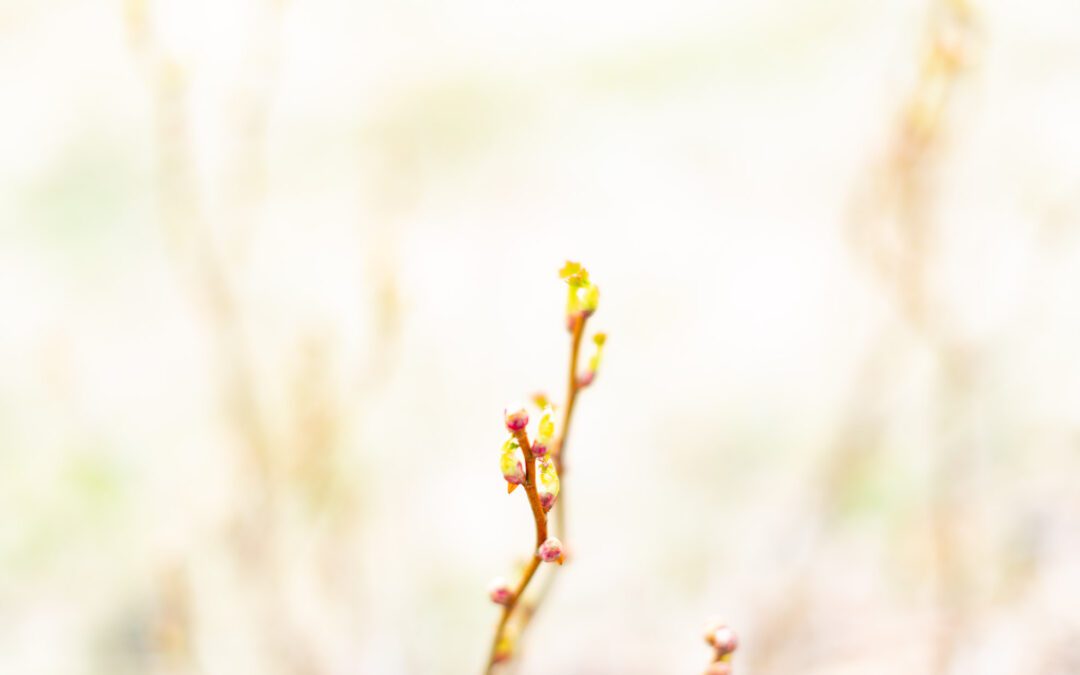 Sote – Yhteistyö yli rajojen käytännön työkaluna