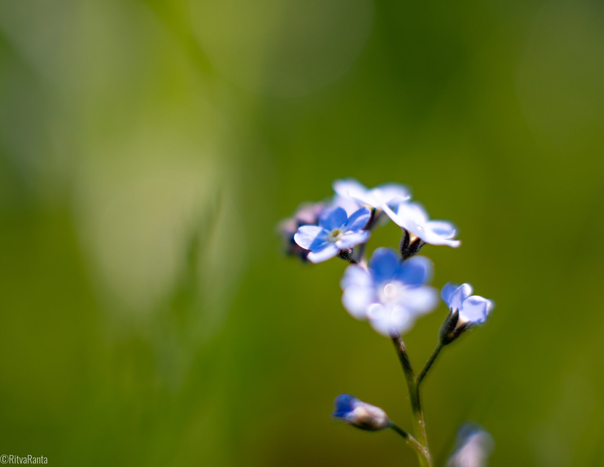 Kasvun alku luonnossa symboloi systemaattisia kehittämistyön menetelmiä ja uuden työkulttuurin juurtumista sote-alalle.
