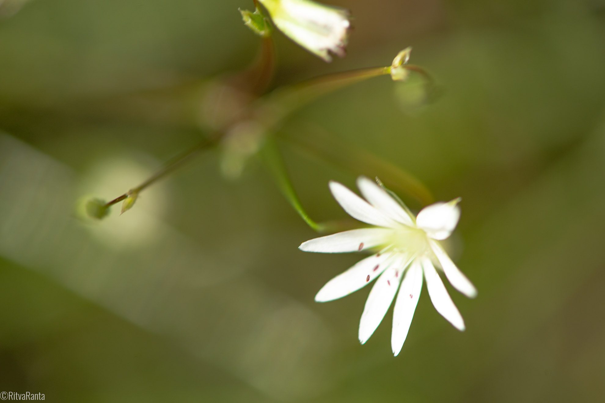 Tiimit ja jaksaminen