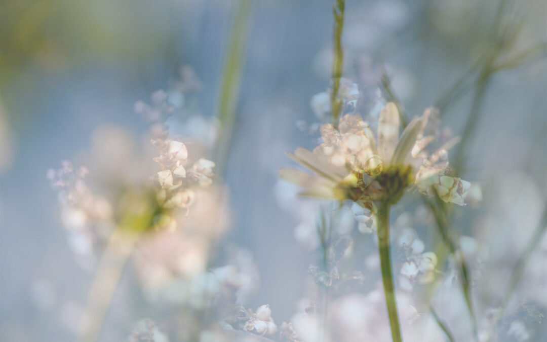 Työyhteisön kehittäminen – päivänkakkarat ovat alussa hämärässä, mutta kurkottavat valoa kohti kuten innostus ja yhteistyö vahvistavat toisiaan