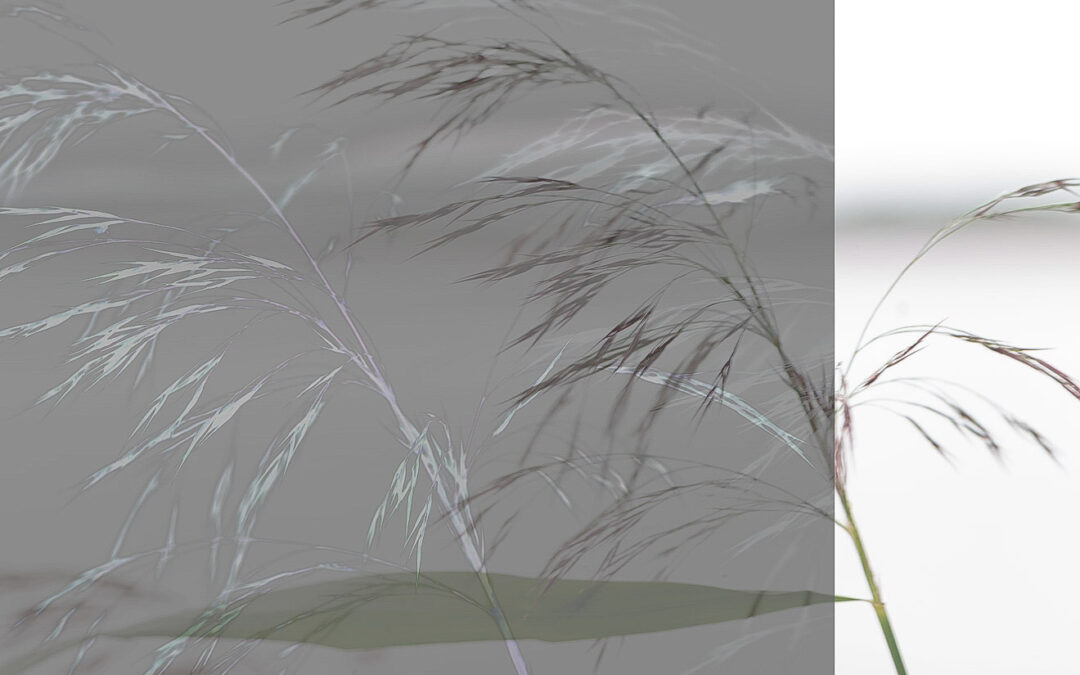 Kehittämispuhe – tunnistatko sen?