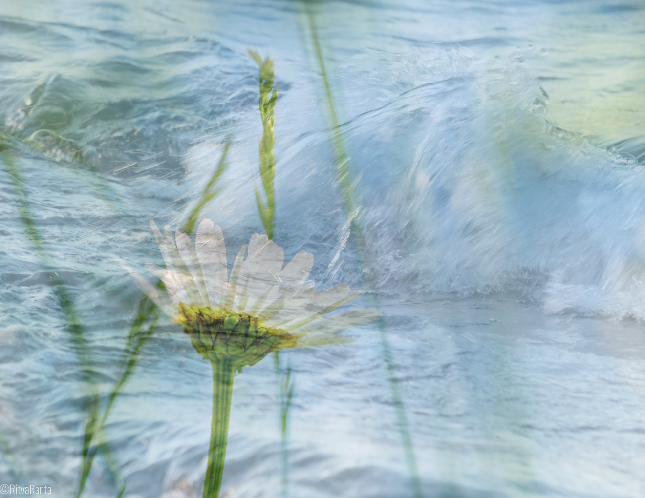 Päiväkakkarat ja myrskyävä meri kerroskuvana. Puhutaan hiljaisesta tiedosta, meri ei aina ole hiljainen sen pinta vaihtelee täydellisestä tyyneydestä aaltoihin. Hiljaisen tiedon prosessikin voi aaltoilla välillä
